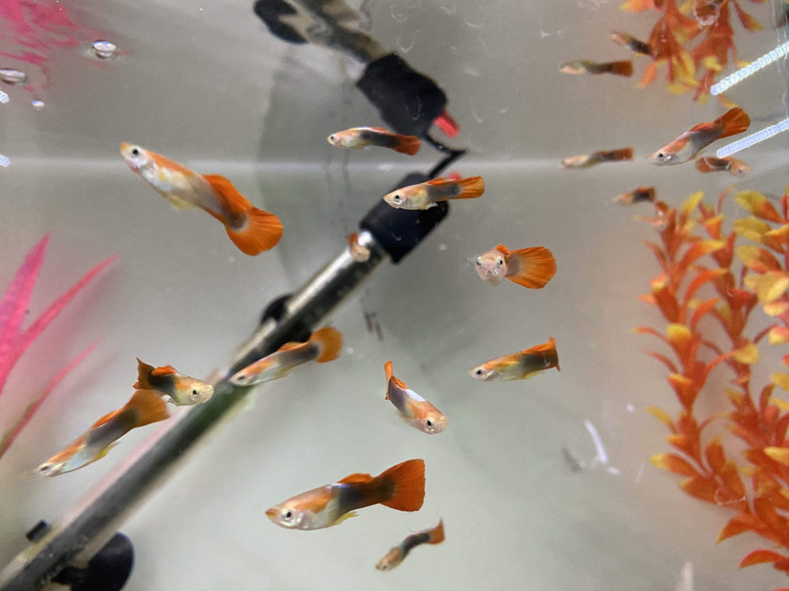 Platinum Red Female Guppy