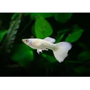 Luminous White Male Guppy (3 CM)