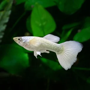 Luminous White Male Guppy (3 CM)