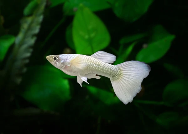 GuppyMaleLuminousWhite-coburgaquarium_1_grande
