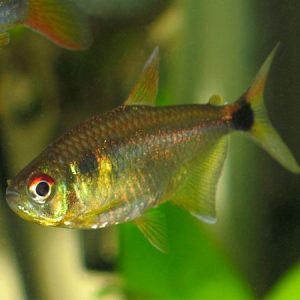 Head and Tail Light Tetra (3 CM)