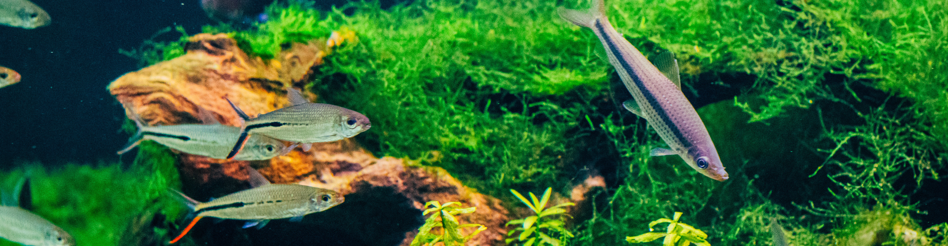 Fish swimming in Aquarium: