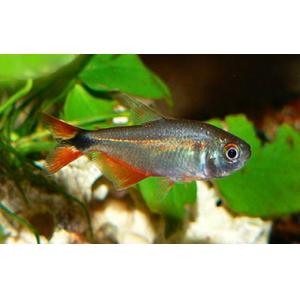 Buenos Aires Tetra (4-5 CM)