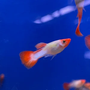 Miracle Red Koi Female Guppy (3 CM)