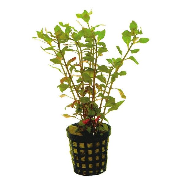 Potted Fish Ludwigia Palustris - Red - Universal Aquatics | Tropical and Pond Fish ...