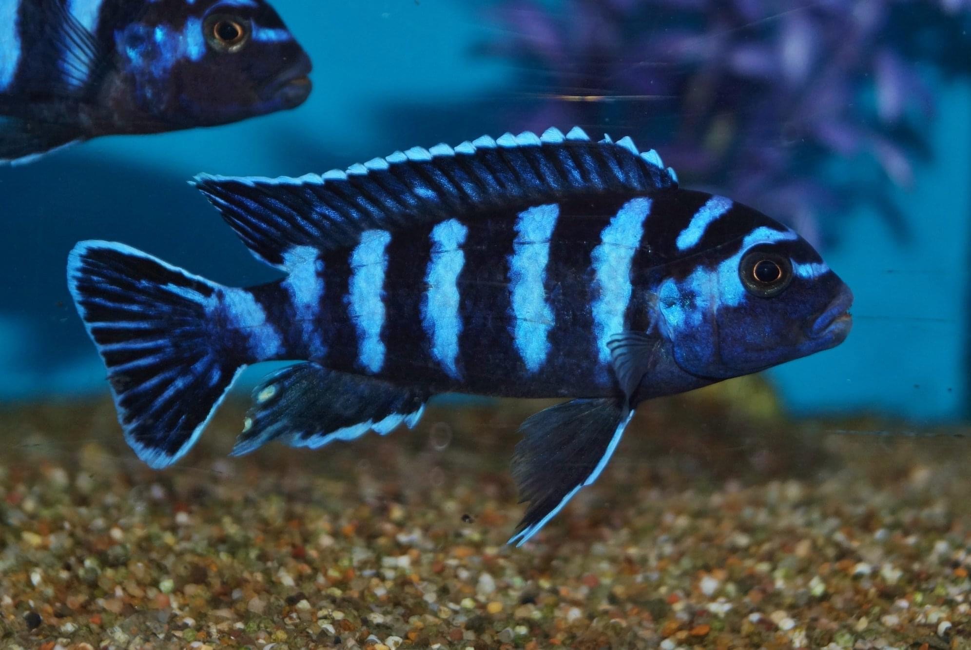 Mbuna_demasoni