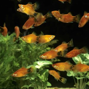 Kohaku Mickey Mouse Platy (2-3 CM)