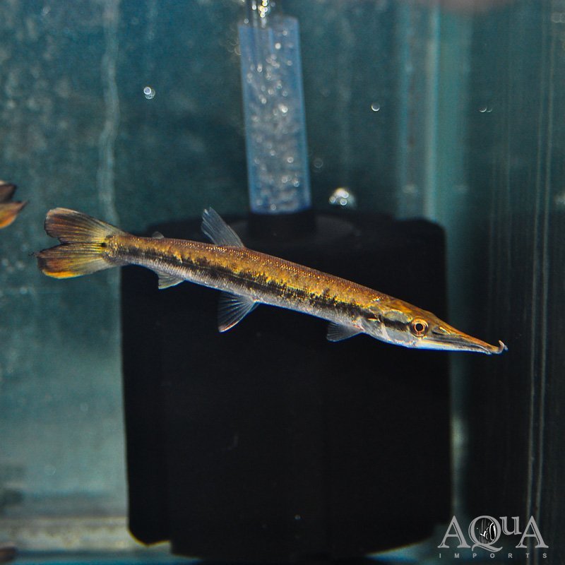 Mottled-Pike-Characin