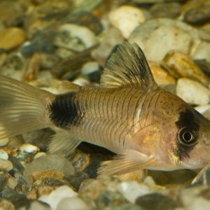 Panda Cory (2-3 CM)