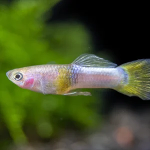 Pingu Elephant Ear Male Guppy (3 CM)