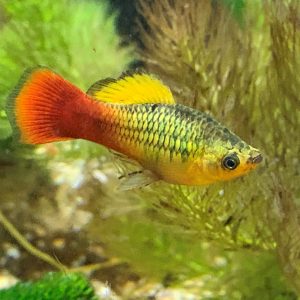 Variatus Platy (3 CM)