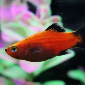 Red Wagtail Platy (3 CM)