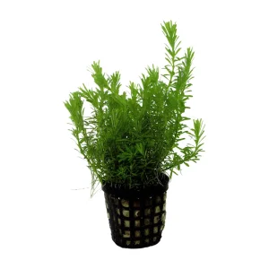 Rotala Wallichii