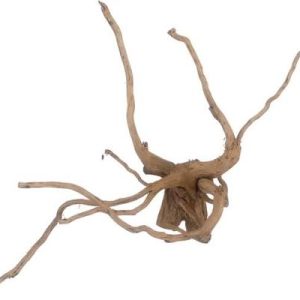 Branching piece of spider wood for aquariums