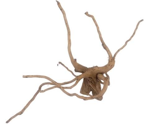 Branching piece of spider wood for aquariums
