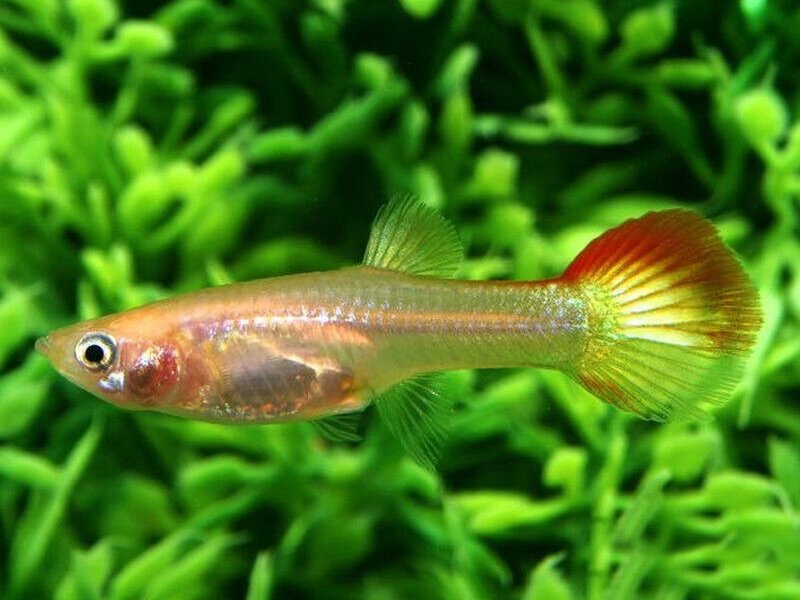 Sunset-Blonde-Fancy-Guppy-Female-Poecilia-reticulata