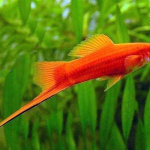 Red Velvet Swordtail (3-4 CM)