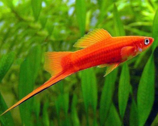 Red Velvet Swordtail