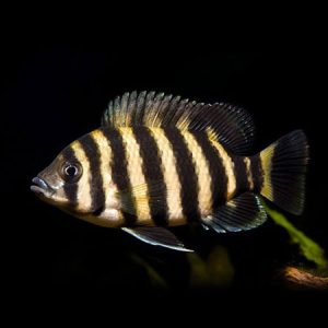Tiger Tilapia (5-6 CM)