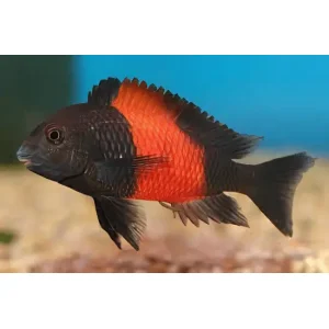 Tropheus Bemba Cichlid (5 CM)