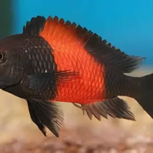 Tropheus Bemba Cichlid (5 CM)