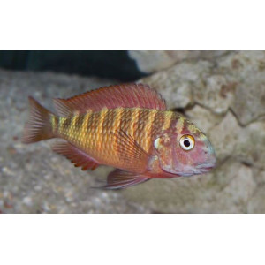 Tropheus Red Moorii Cichlid (5 CM)