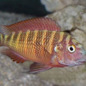 Tropheus Red Moorii Cichlid (5 CM)