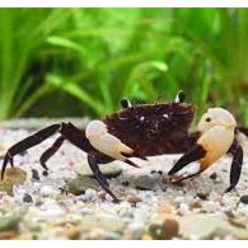 White Claw Towuti Crab-500x500