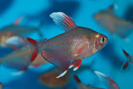 White Fin Ornatusimage