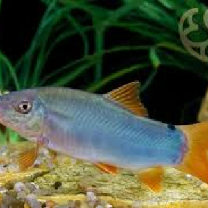 Yellow Tail Blue Loach (4-5 CM)