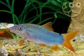 YellowTailBlue