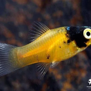 Bumble Bee Platy (2-3 CM)