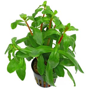 Ammannia Senegalensis