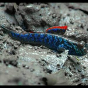 Asian Blue Mudskipper (8-10 CM)