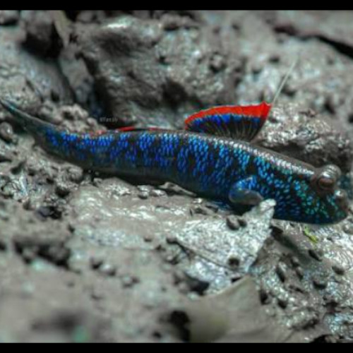 Asian blue mudskipper resting on stones