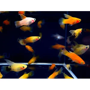 Assorted High Fin Platy (3 CM)