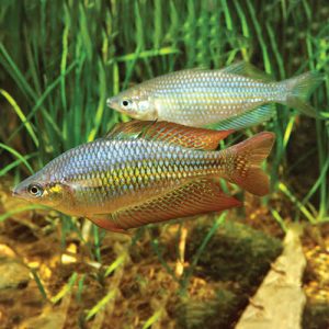 Assorted Rainbow Fish (3-4 CM)