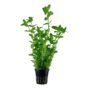 Bacopa Caroliniana