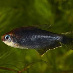 Black Emperor Tetra (3 CM)