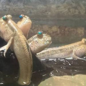 Asian Blue Mudskipper (8-10CM)