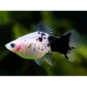 Panda Platy (4-5 CM)
