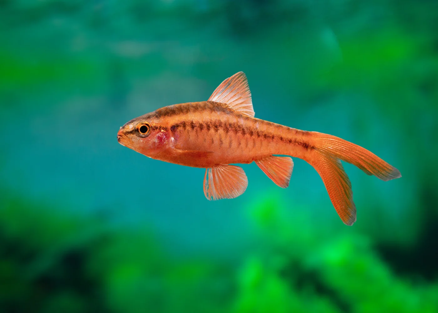 cherrybarblongfin-coburgaquarium