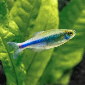 Cochu's Blue Tetra (2.5cm)