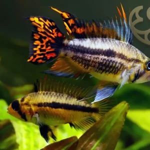 Cockatoo Dwarf Cichlid (PAIR) (4-5 CM)