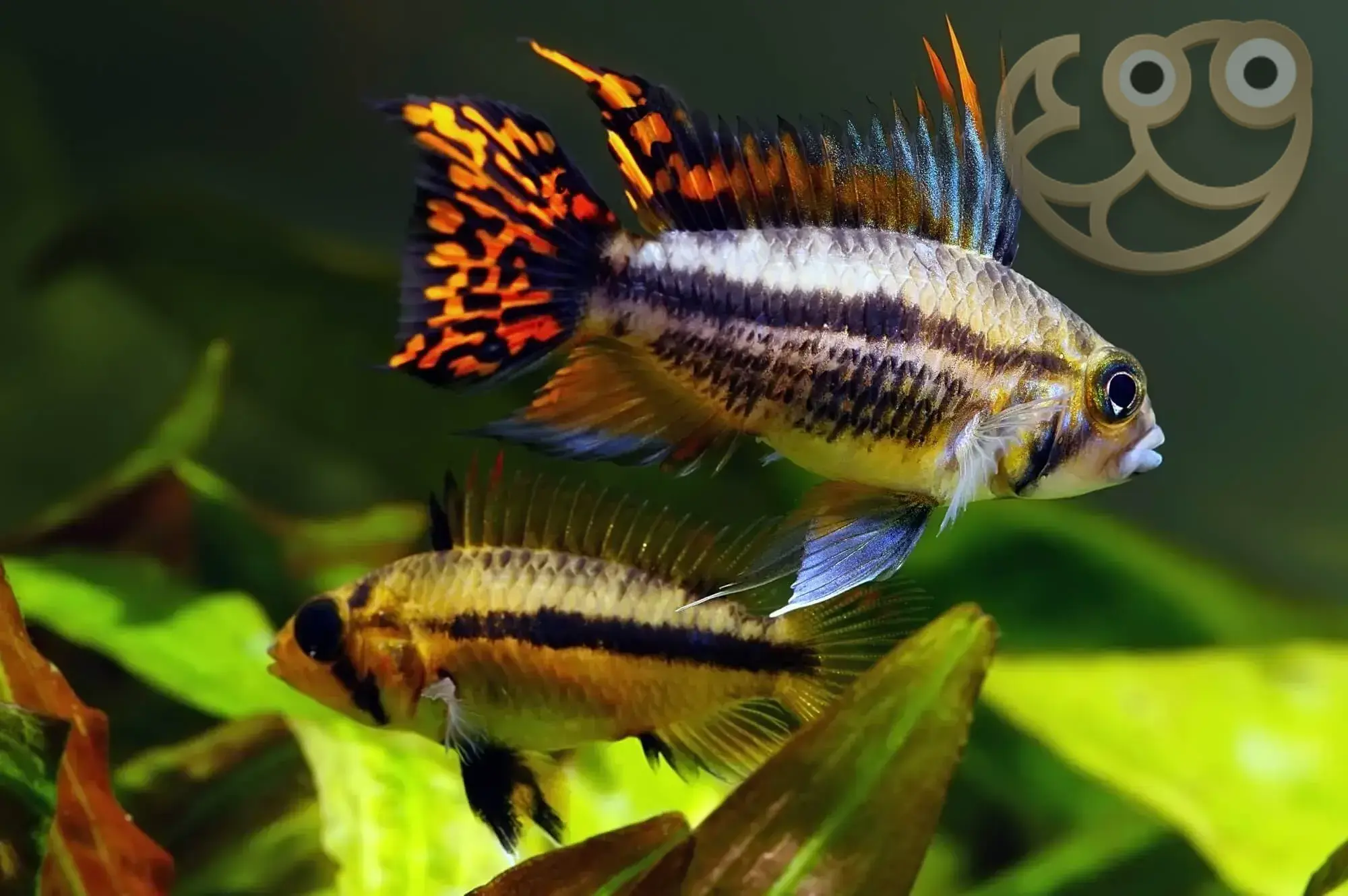 cockatoo-dwarf-cichlid-2