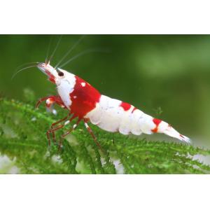Red Crystal Shrimp (1.5-2 CM)