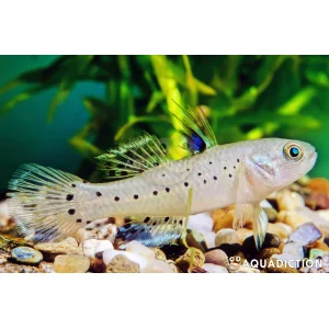 Sella Knight Goby (5-6 CM)