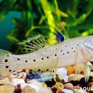 Sella Knight Goby (5-6 CM)