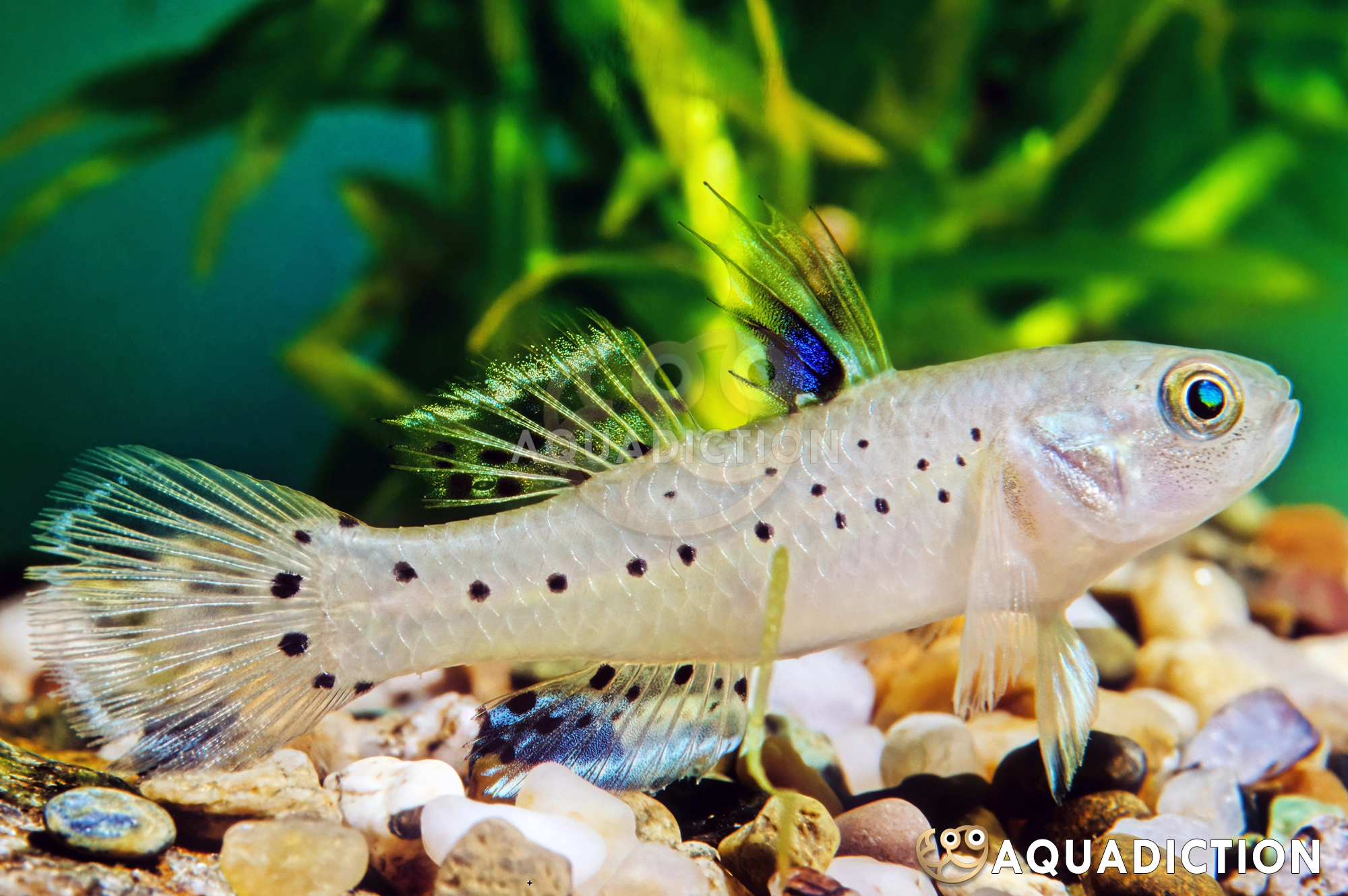 de634de5-a8d2-4c00-bcb4-6d1967dc06c5_knight-goby