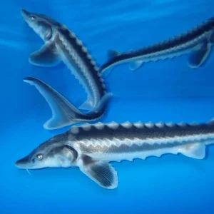 Sturgeon